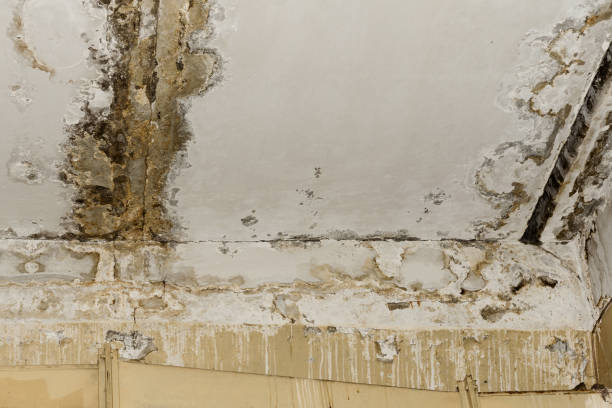 Mold Remediation for Vacation Homes in Linganore, MD